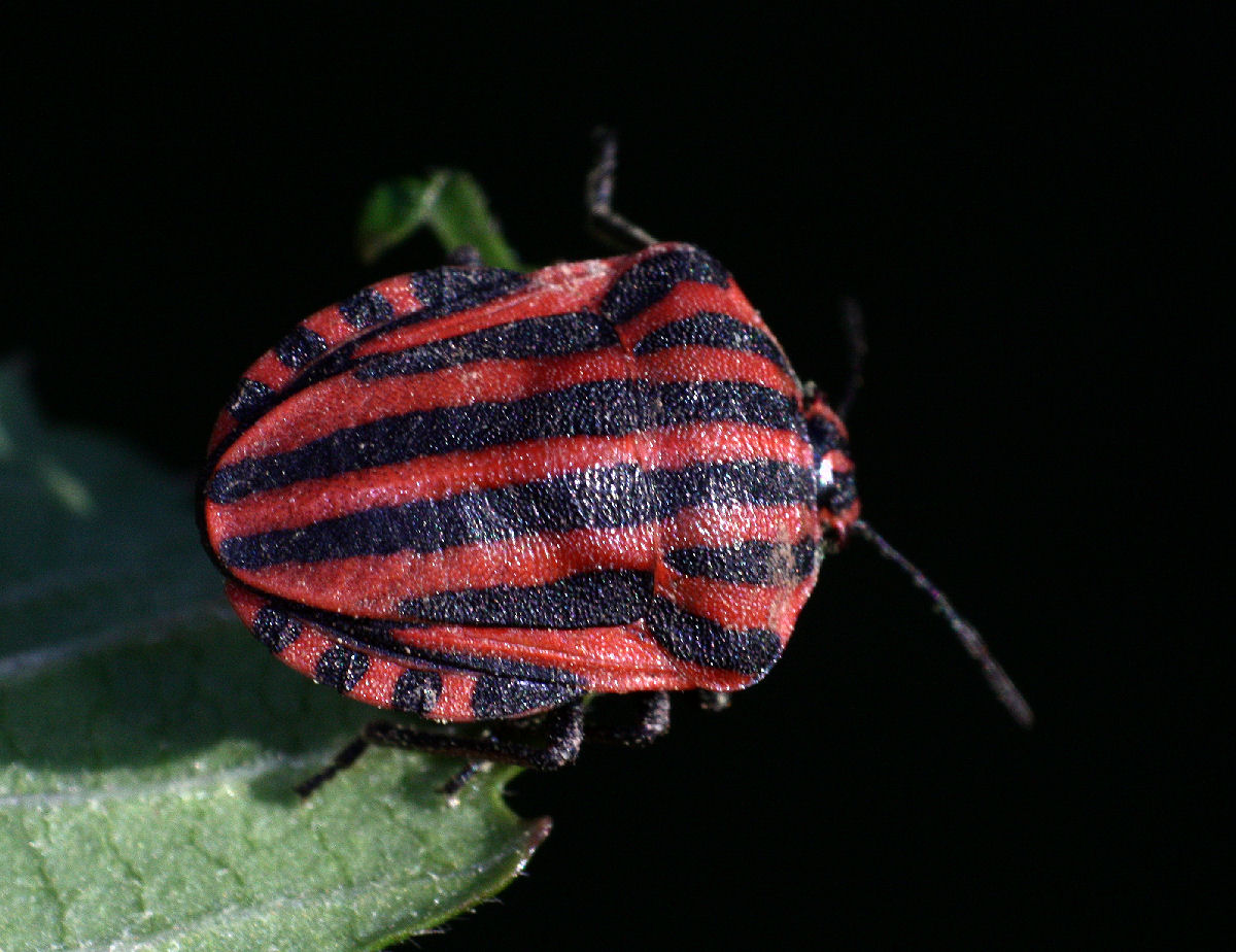 Graphosoma lineatum italicum? S